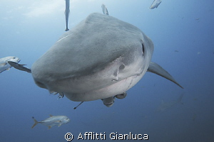 face to face with tiger shark by Afflitti Gianluca 